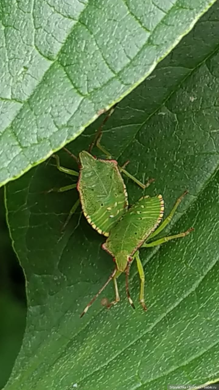 Летняя прогулка Анечки и Яночки (фото 8)