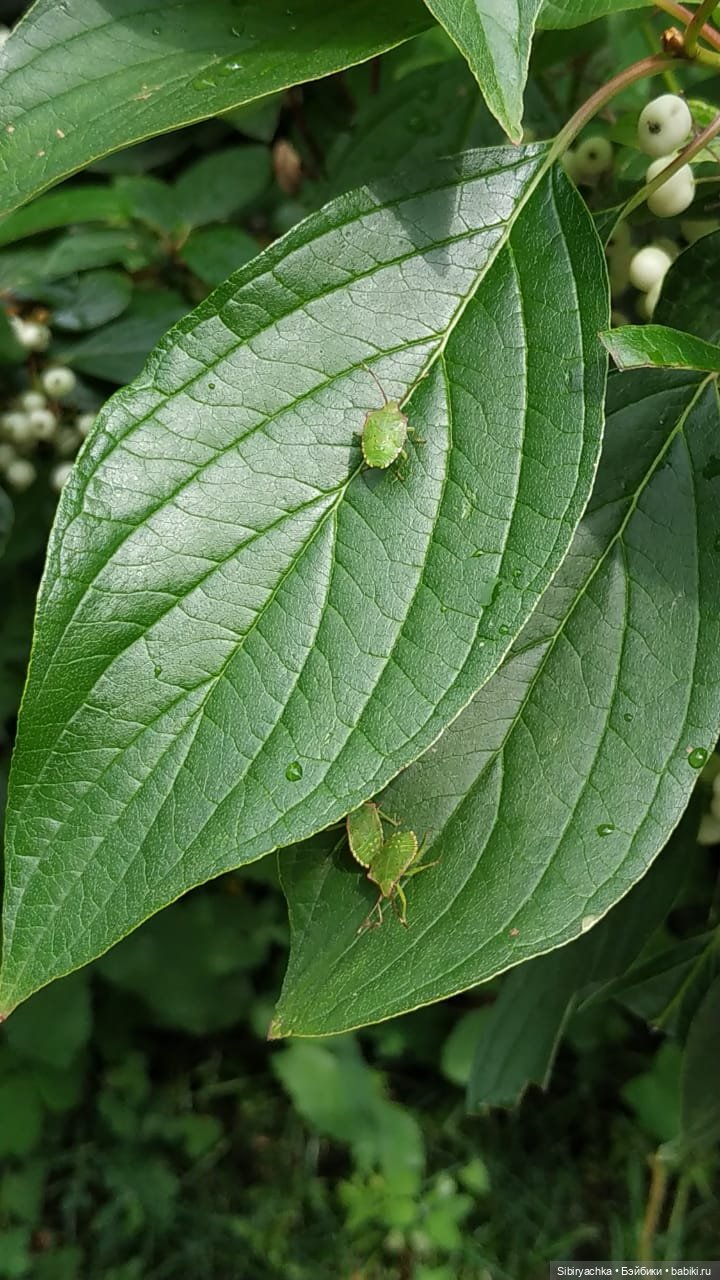 Летняя прогулка Анечки и Яночки (фото 6)