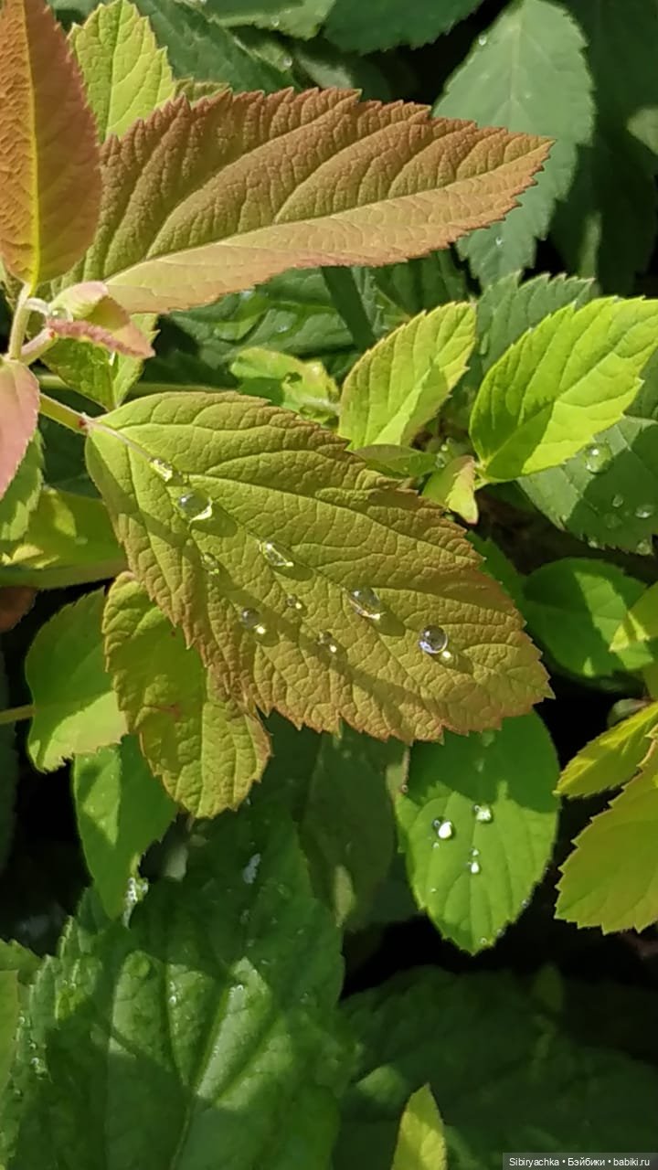 Летняя прогулка Анечки и Яночки