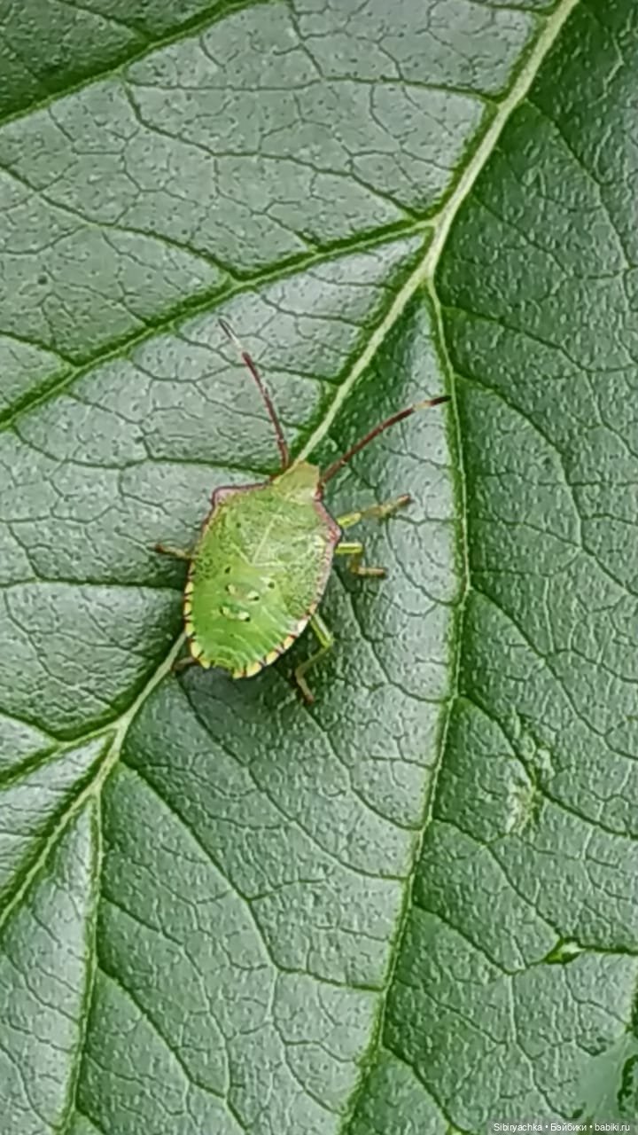 Летняя прогулка Анечки и Яночки (фото 7)