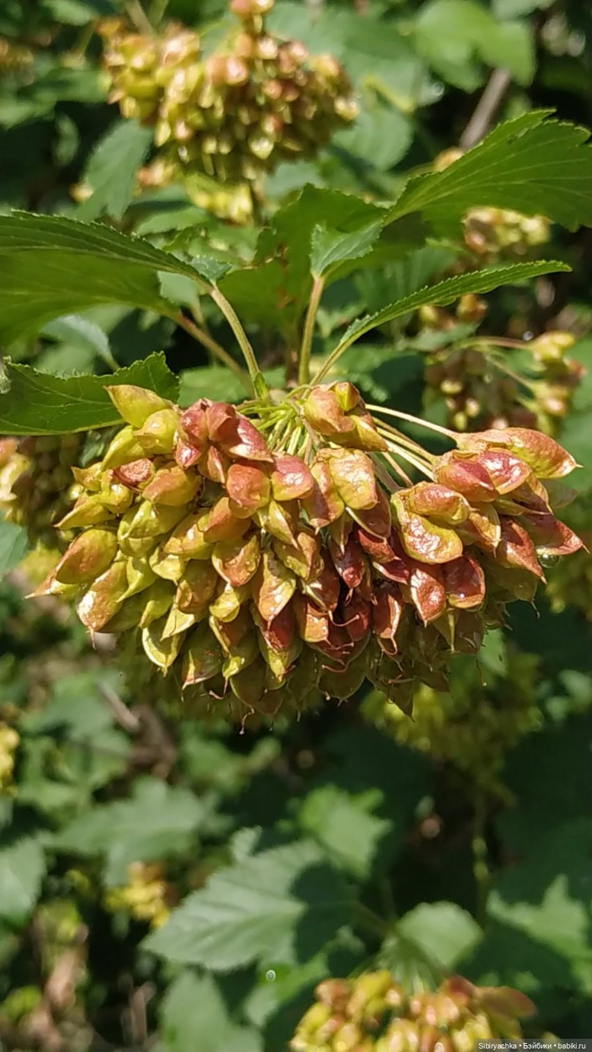 Летние прогулки Лизоньки и Полины