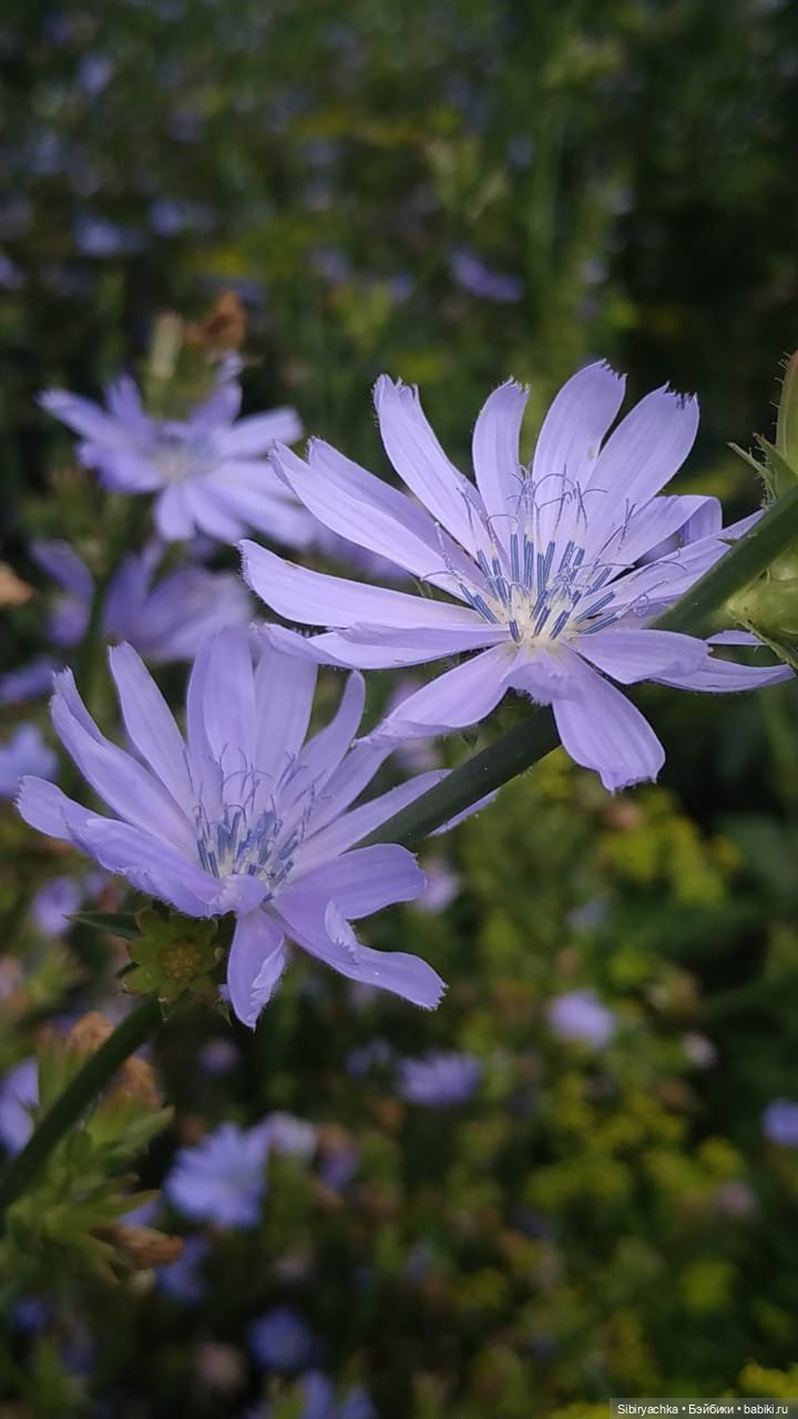Летние прогулки Лизоньки и Полины