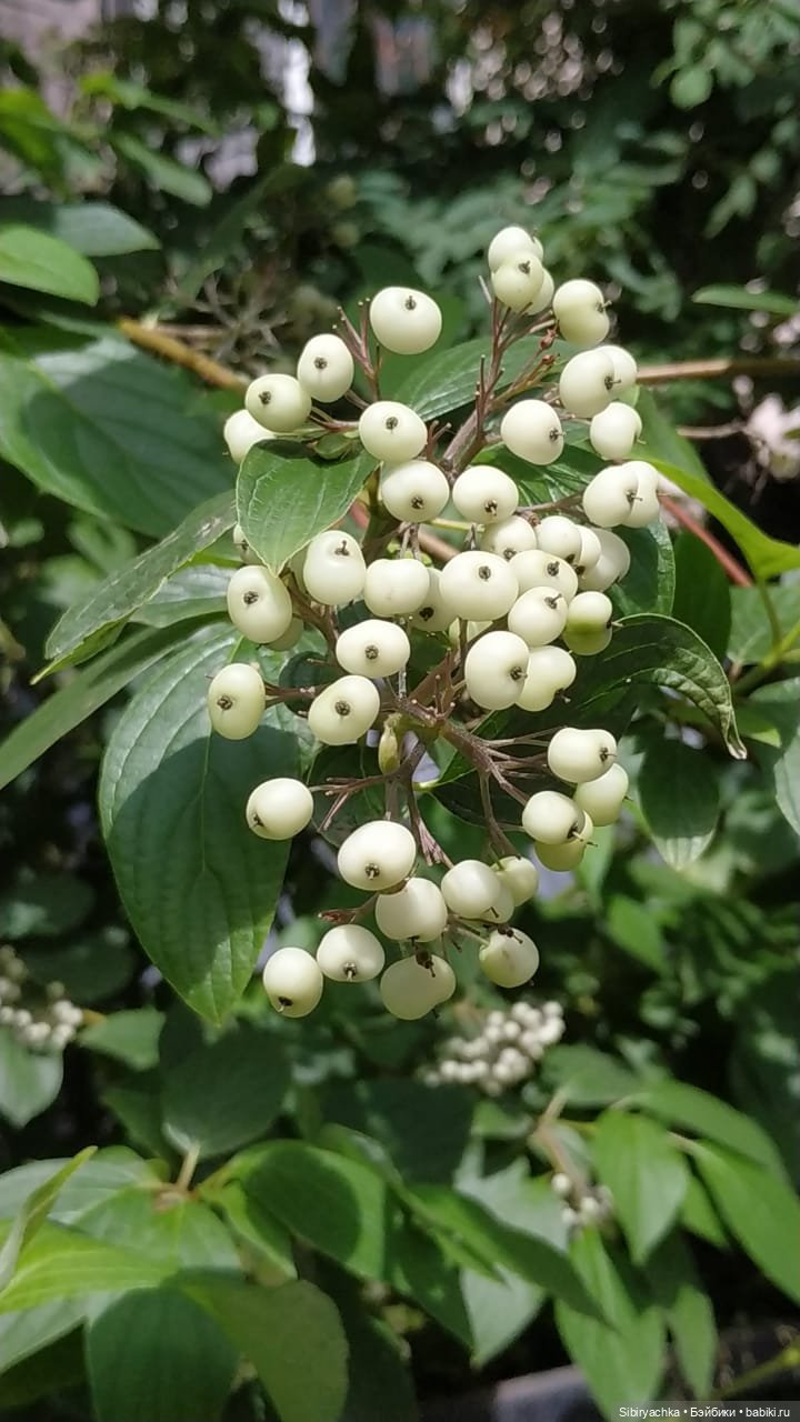 Летние прогулки Лизоньки и Полины (фото 5)