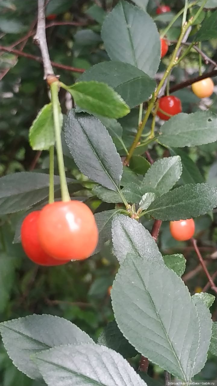 Летние прогулки Лизоньки и Полины