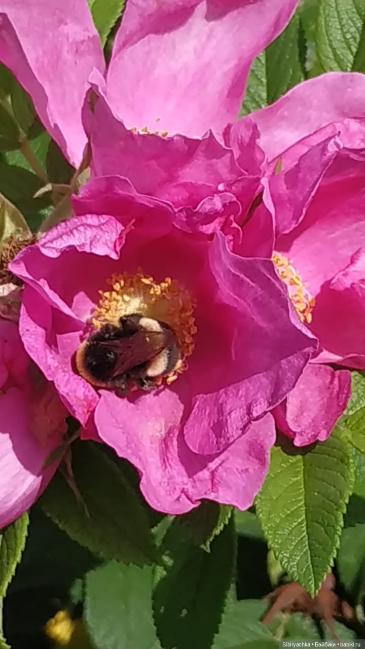 Летние прогулки Лизоньки и Полины