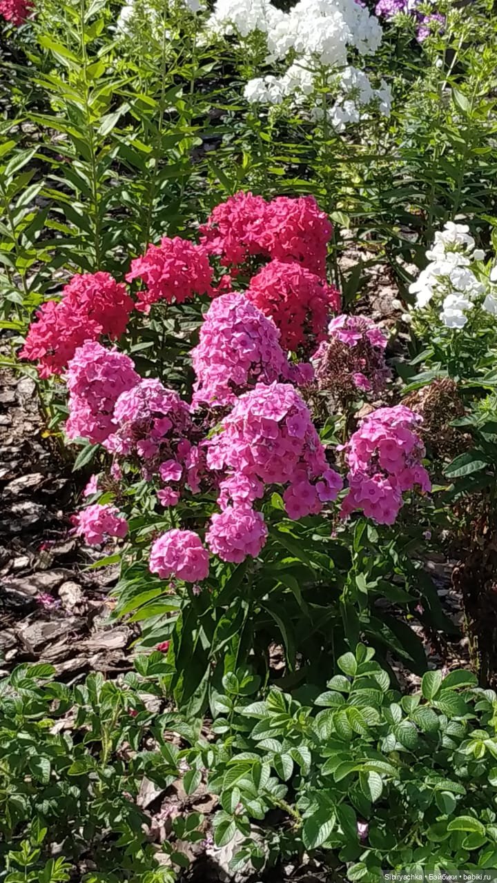 Кошечка Мурочка радуется лету и теплу (фото 9)