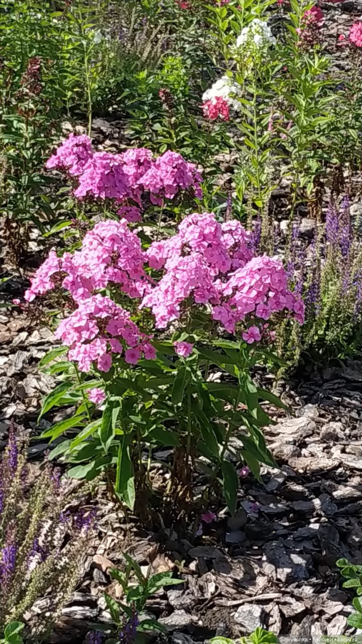 Кошечка Мурочка радуется лету и теплу (фото 10)