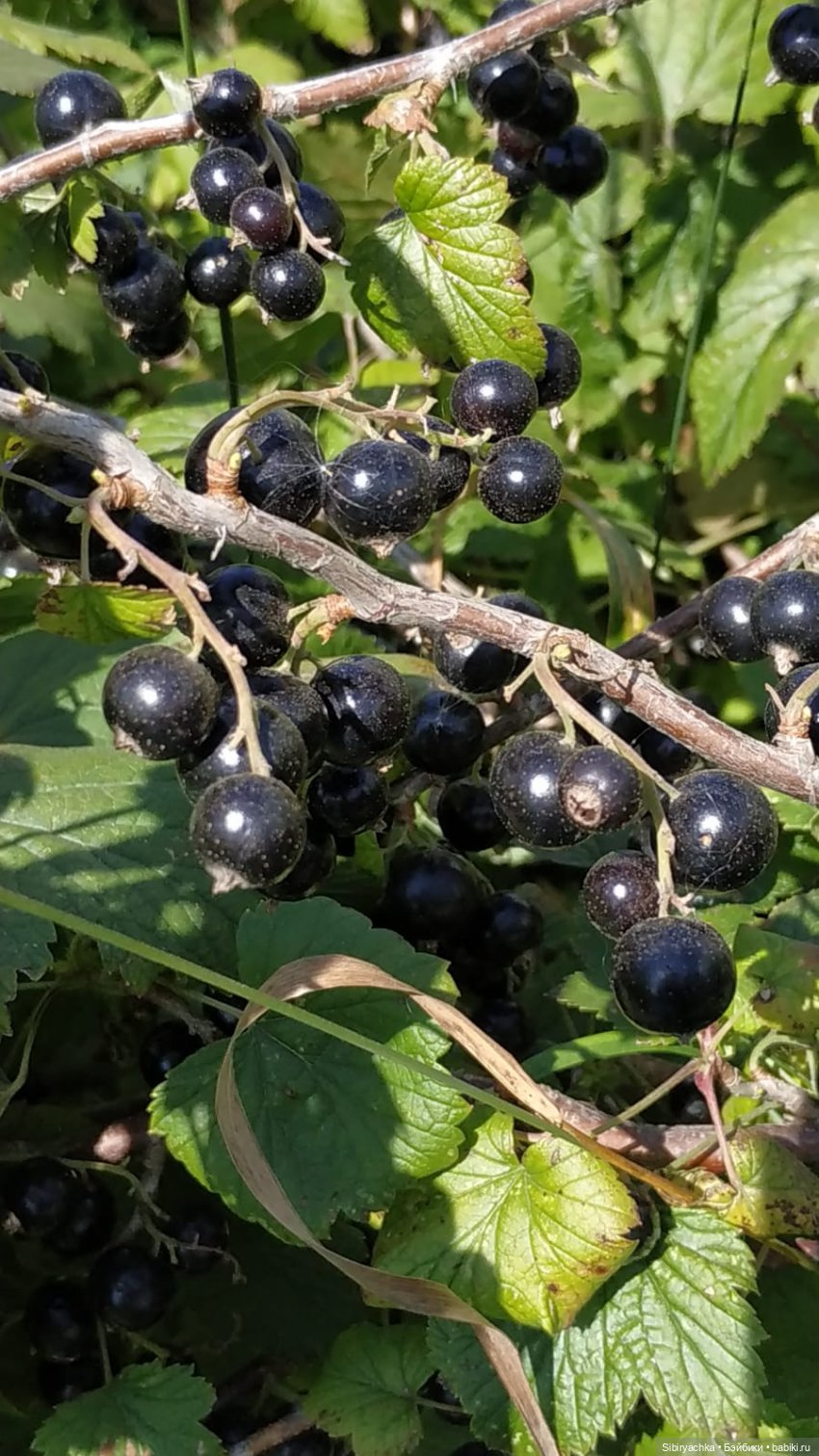 Деревня "Радость" — Игрушки СССР и советского детства: резиновые