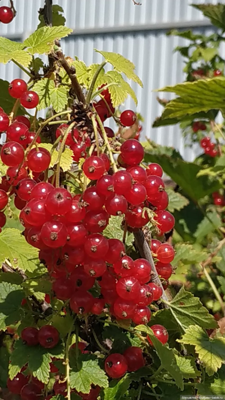 Деревня "Радость" — Игрушки СССР и советского детства: резиновые