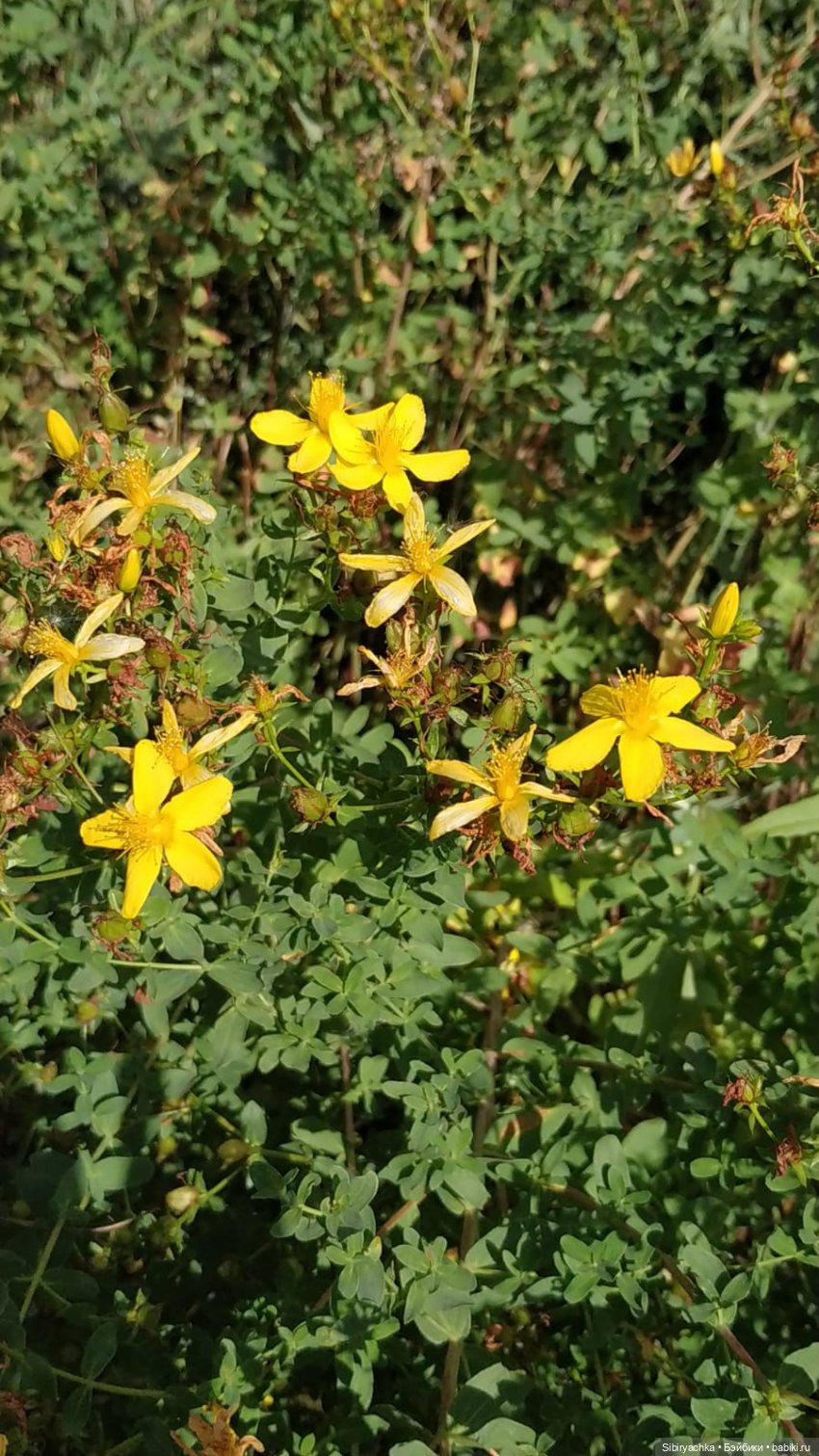 Деревня "Радость" — Игрушки СССР и советского детства: резиновые