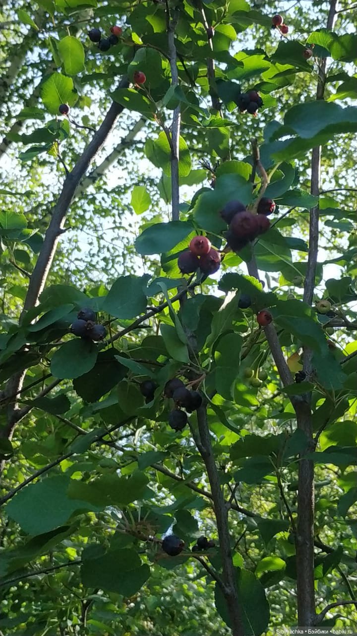 Рыжая история или новый член лисьей семьи (фото 4)