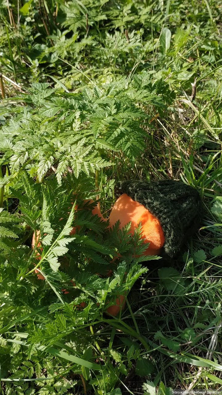 Рыжая история или новый член лисьей семьи