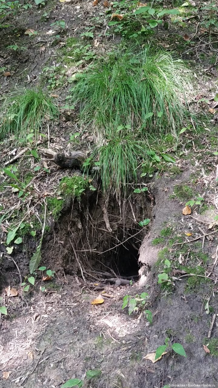 Рыжая история или новый член лисьей семьи