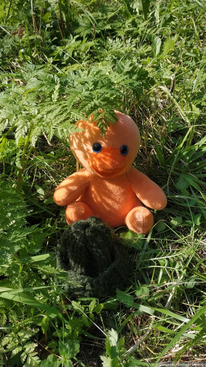 Рыжая история или новый член лисьей семьи