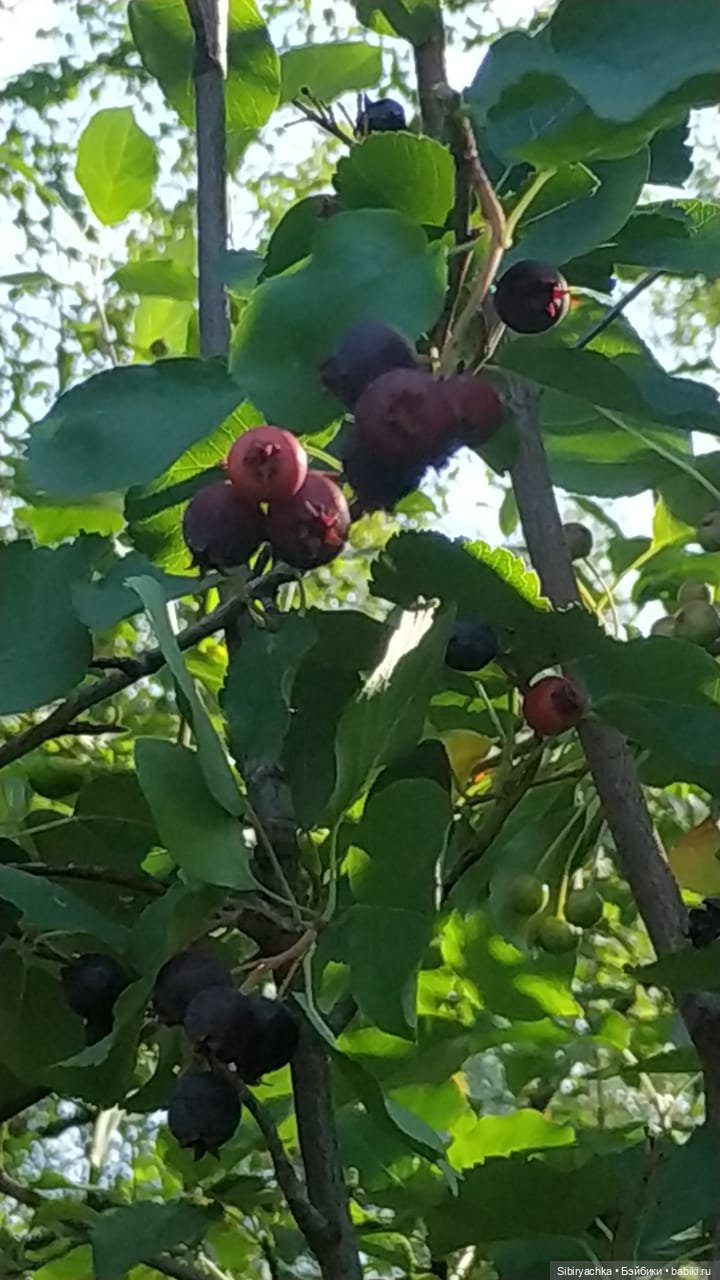 Рыжая история или новый член лисьей семьи (фото 5)