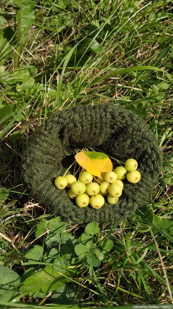 Рыжая история или новый член лисьей семьи