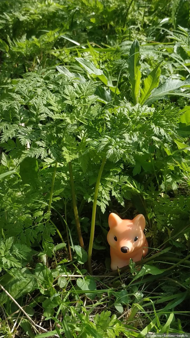 Рыжая история или новый член лисьей семьи