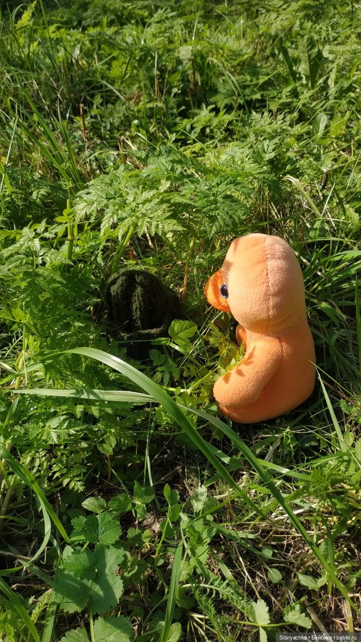 Рыжая история или новый член лисьей семьи