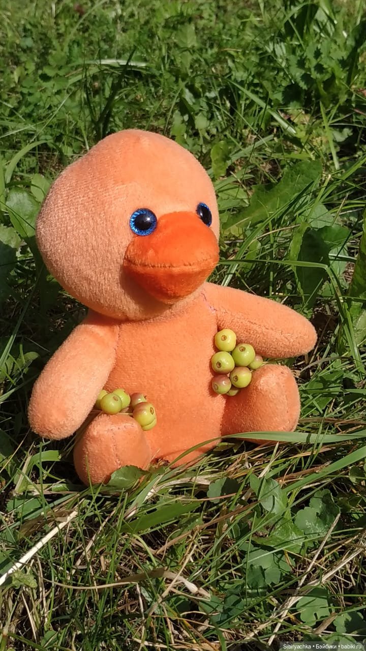 Рыжая история или новый член лисьей семьи