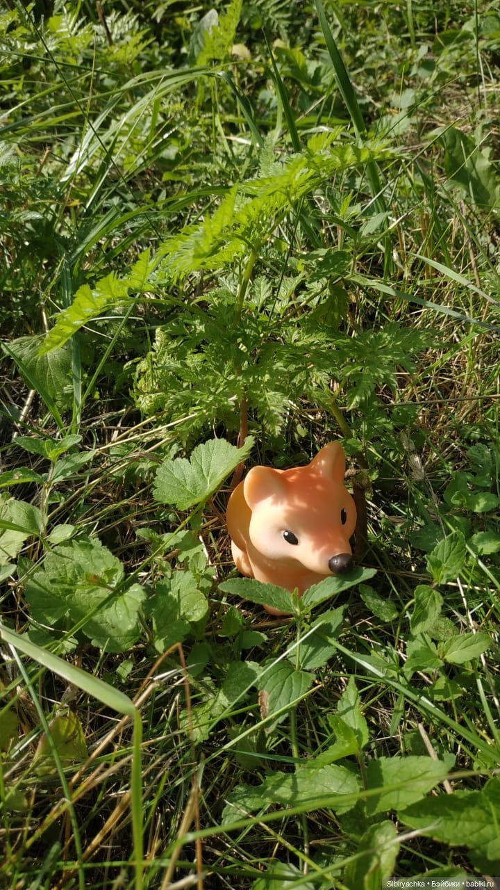 Рыжая история или новый член лисьей семьи