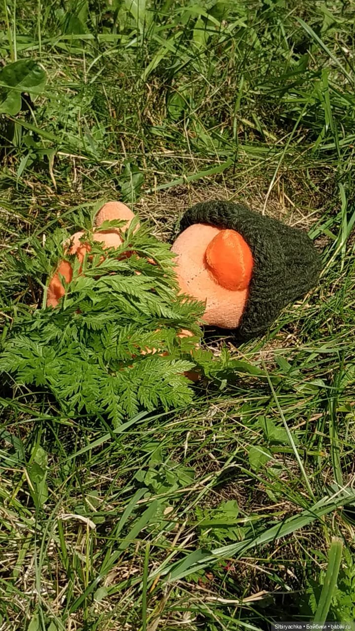 Рыжая история или новый член лисьей семьи