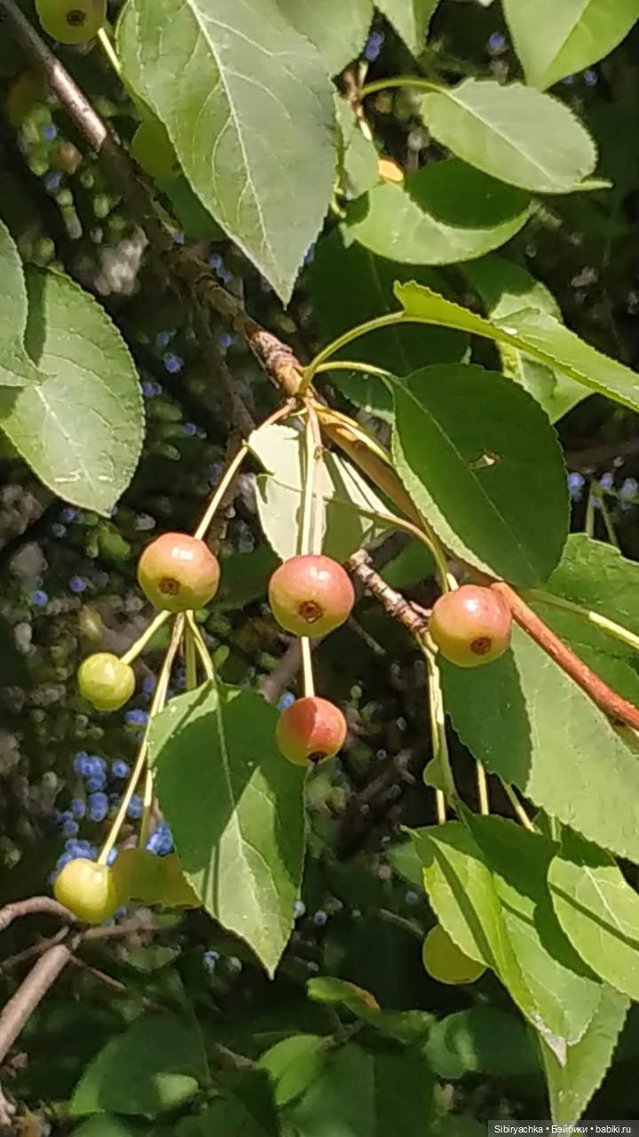 Рыжая история или новый член лисьей семьи (фото 9)