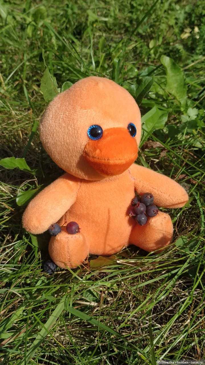 Рыжая история или новый член лисьей семьи (фото 8)