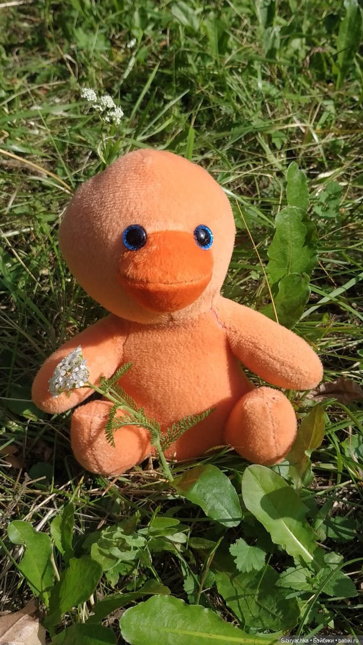 Рыжая история или новый член лисьей семьи (фото 2)