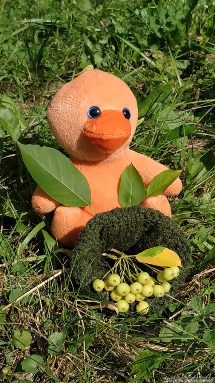 Рыжая история или новый член лисьей семьи