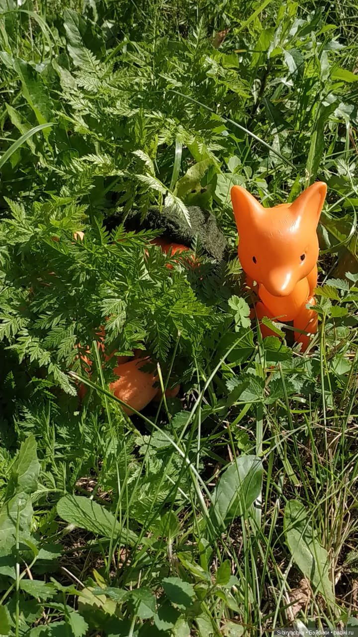 Рыжая история или новый член лисьей семьи