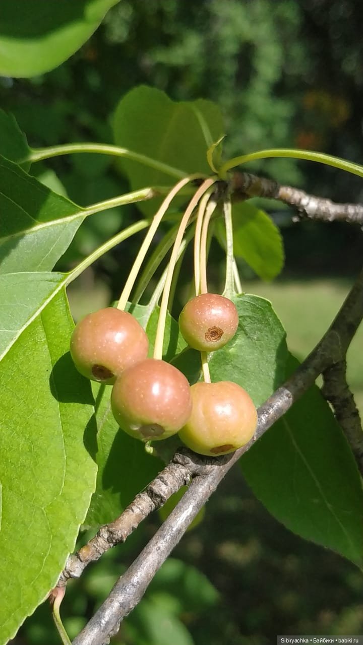 Рыжая история или новый член лисьей семьи (фото 10)