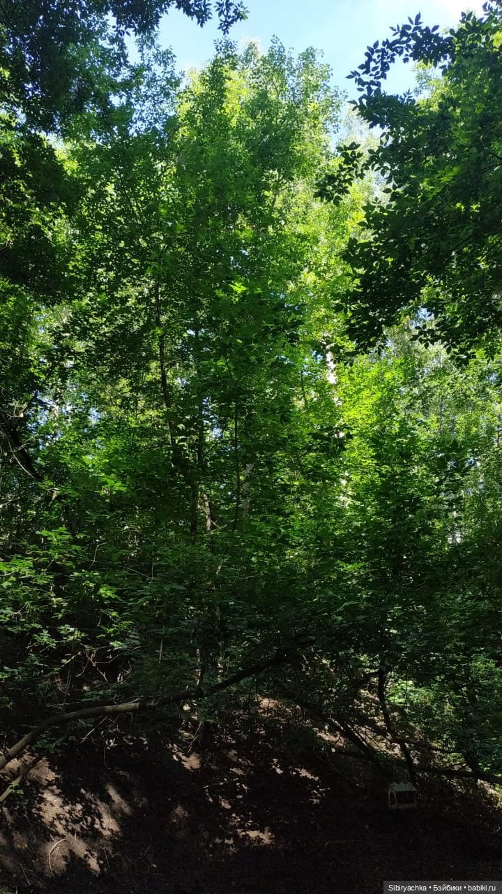 Рыжая история или новый член лисьей семьи