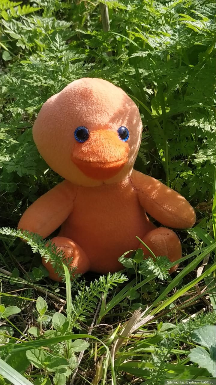 Рыжая история или новый член лисьей семьи