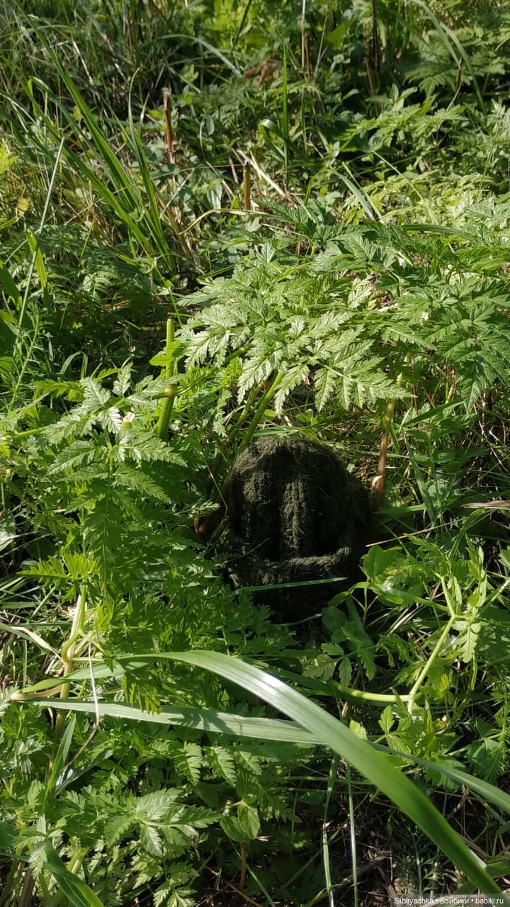 Рыжая история или новый член лисьей семьи