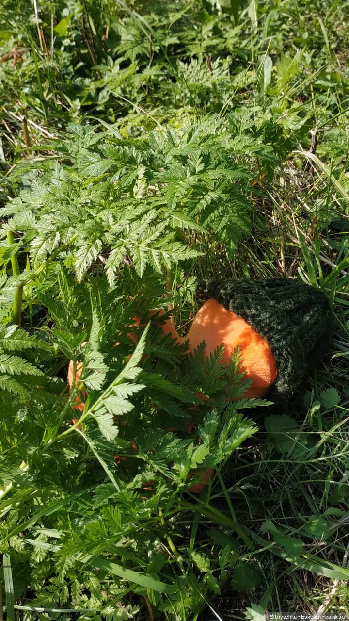 Рыжая история или новый член лисьей семьи