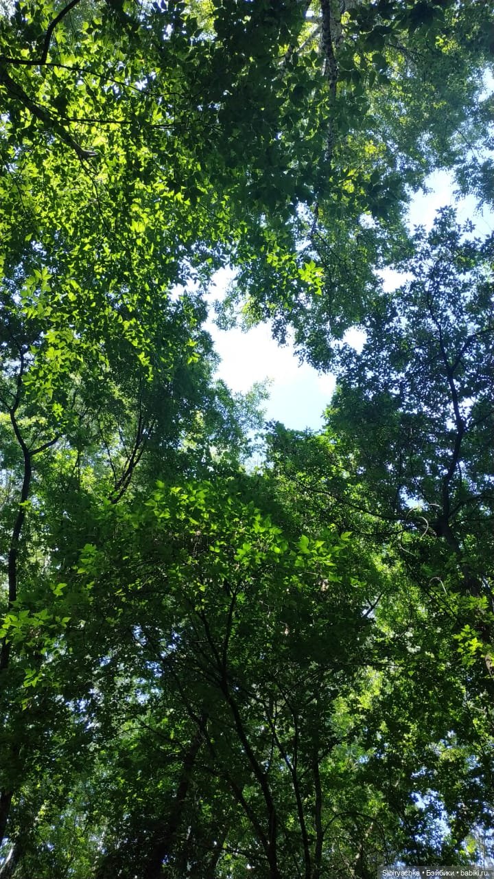 Рыжая история или новый член лисьей семьи