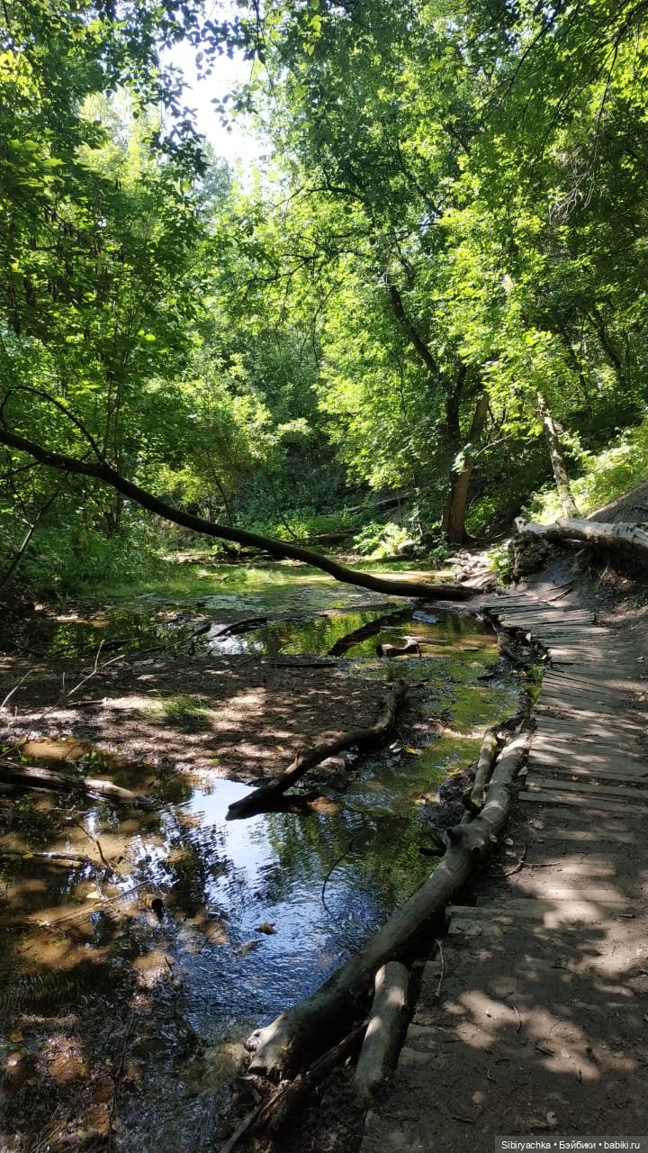 Рыжая история или новый член лисьей семьи