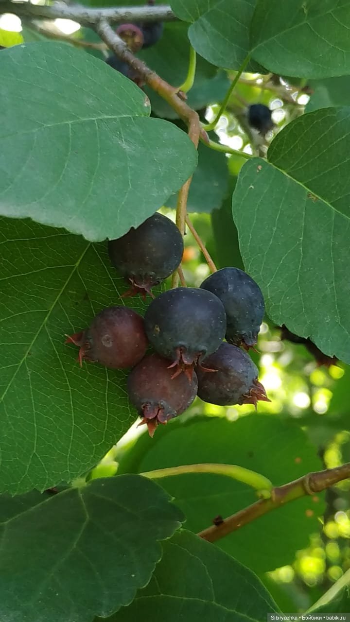 Рыжая история или новый член лисьей семьи (фото 6)