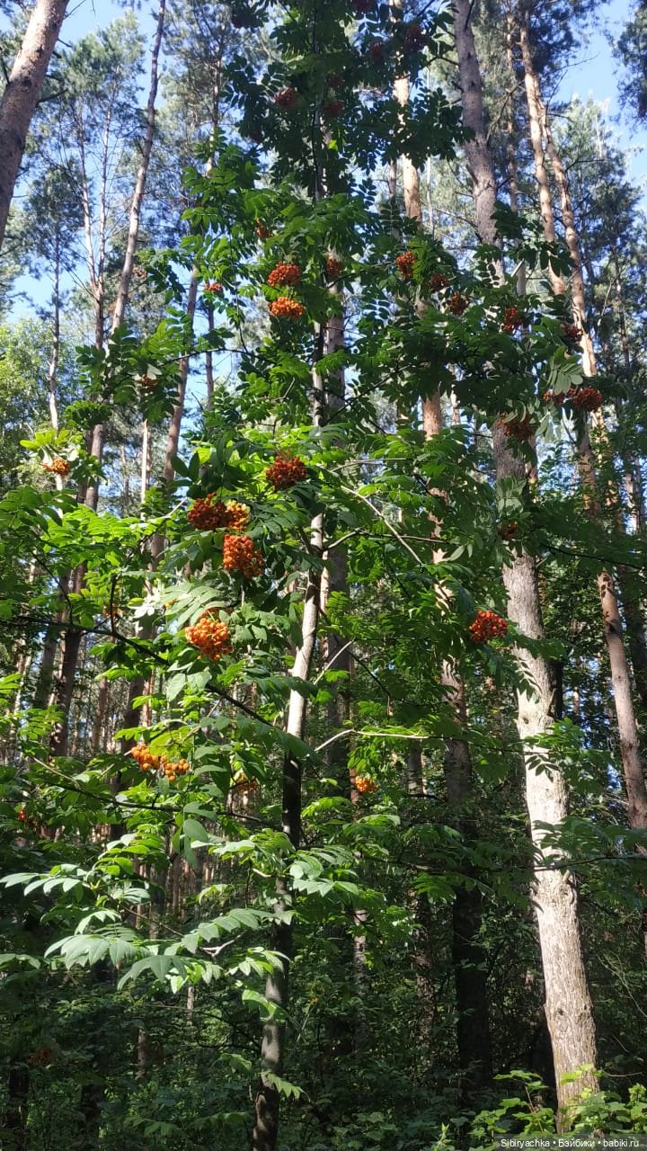 Биологические открытия Коленьки (фото 3)