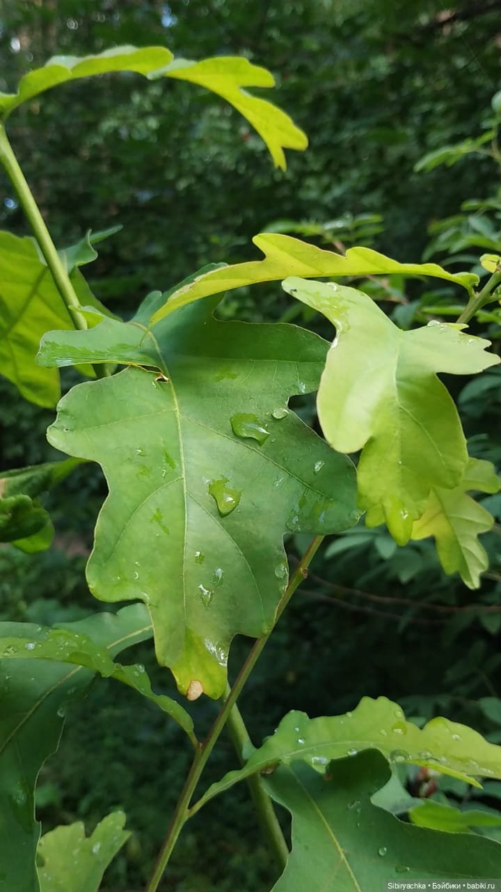 Биологические открытия Коленьки