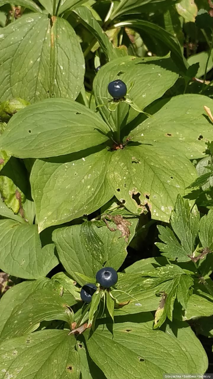 Биологические открытия Коленьки