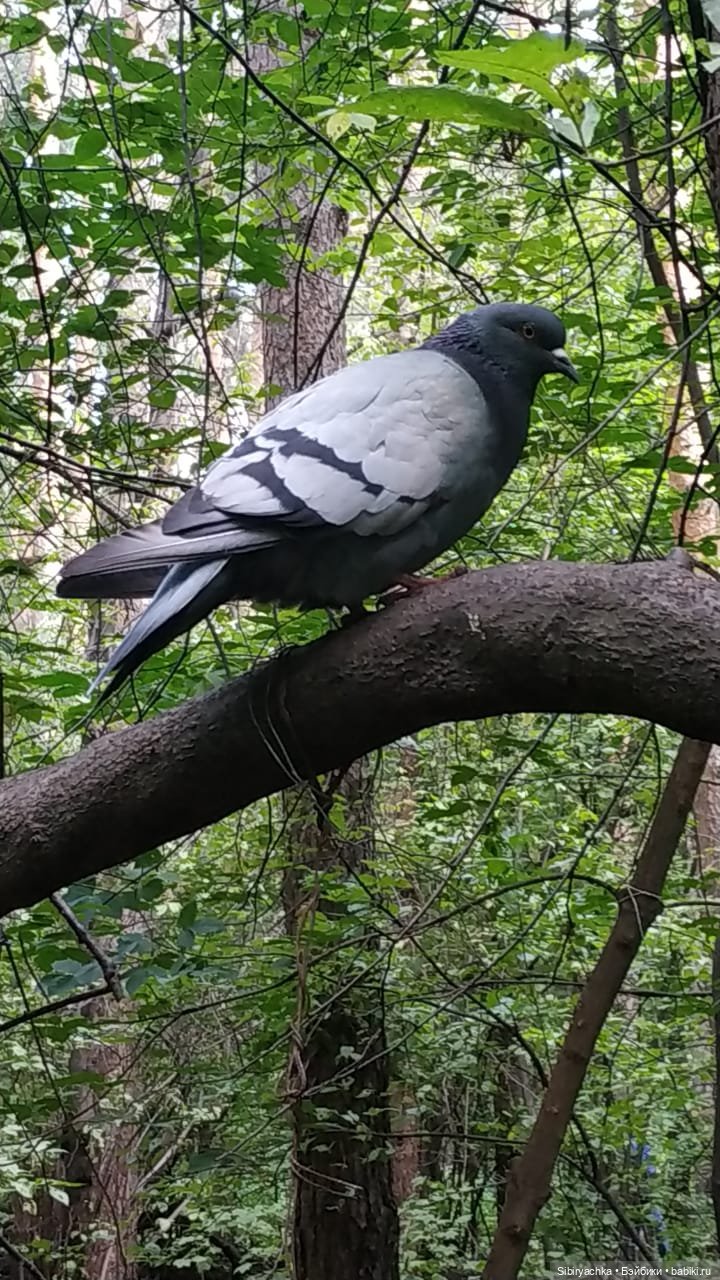 Биологические открытия Коленьки