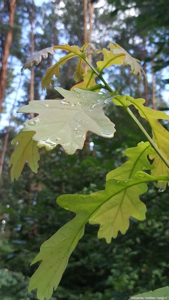 Биологические открытия Коленьки