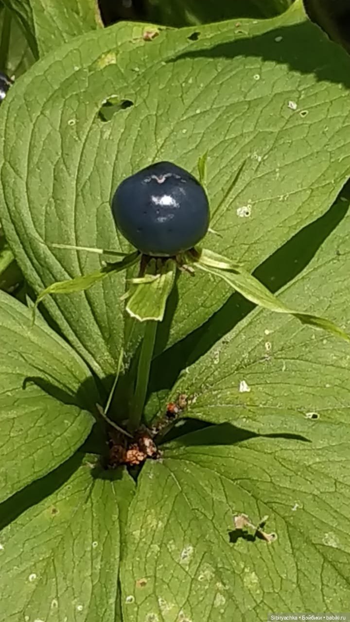 Биологические открытия Коленьки