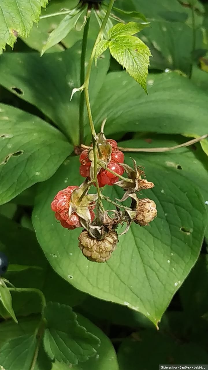 Биологические открытия Коленьки