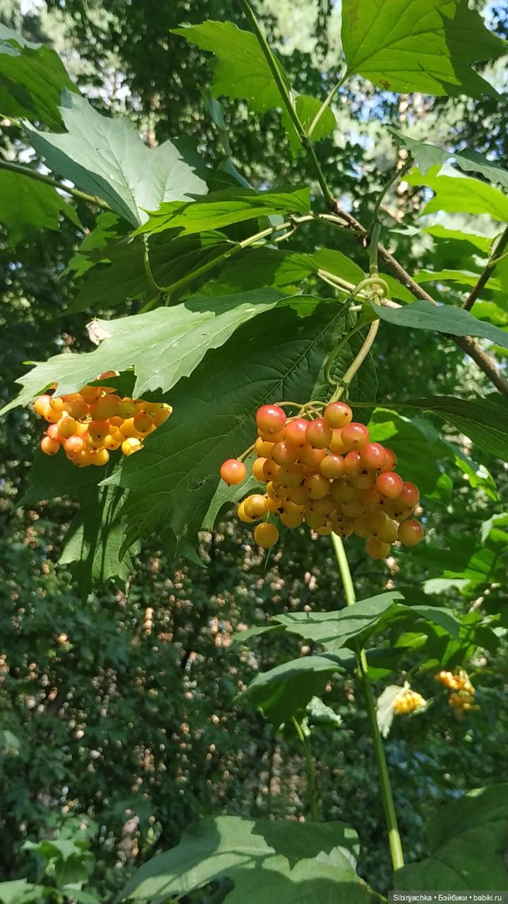 Биологические открытия Коленьки (фото 9)