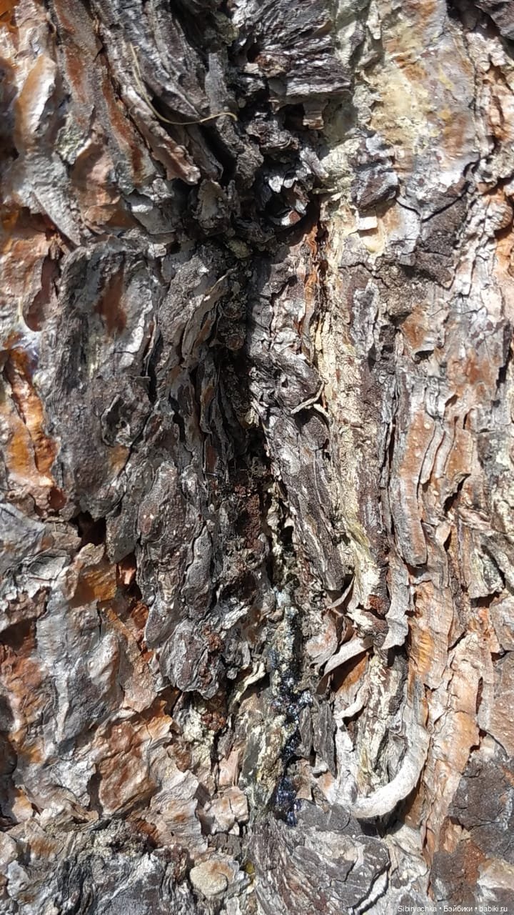 Биологические открытия Коленьки