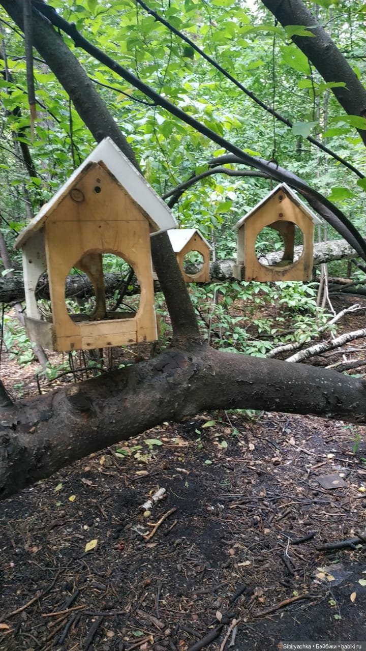 Биологические открытия Коленьки