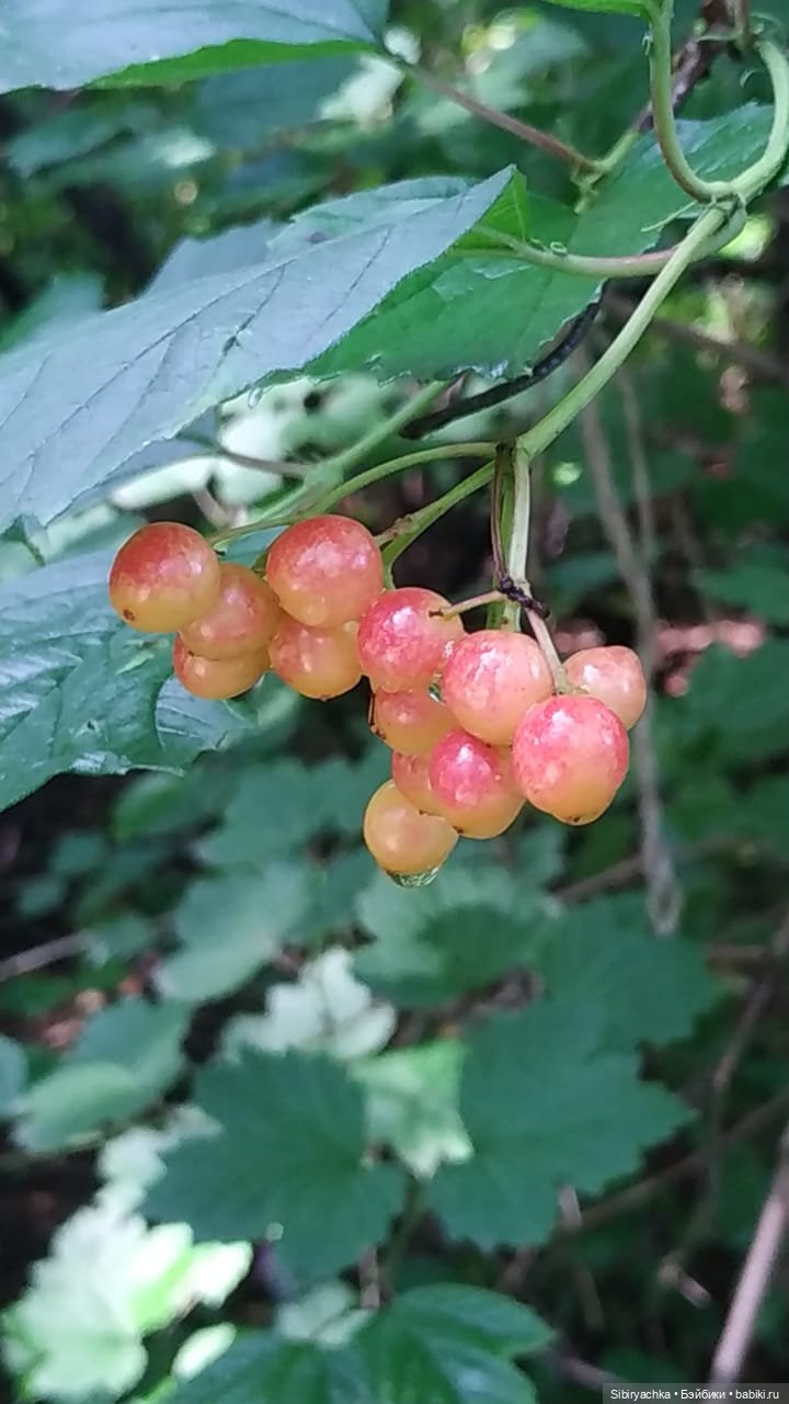 Биологические открытия Коленьки (фото 7)