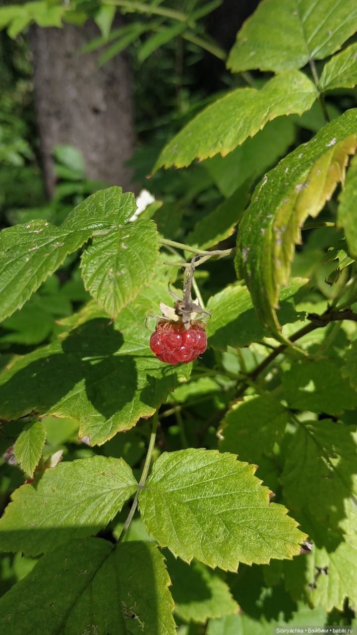 Биологические открытия Коленьки